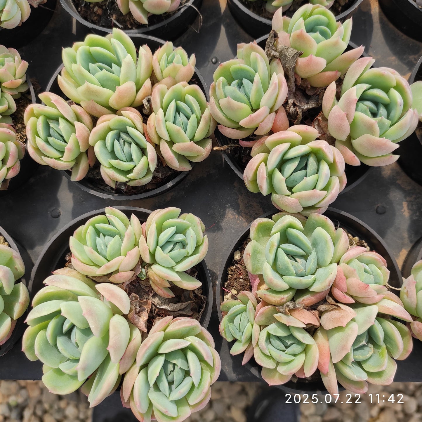 RC017-POT ベリー（9cm pot）