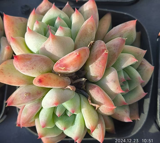 XS250-POT ホワイトラタム