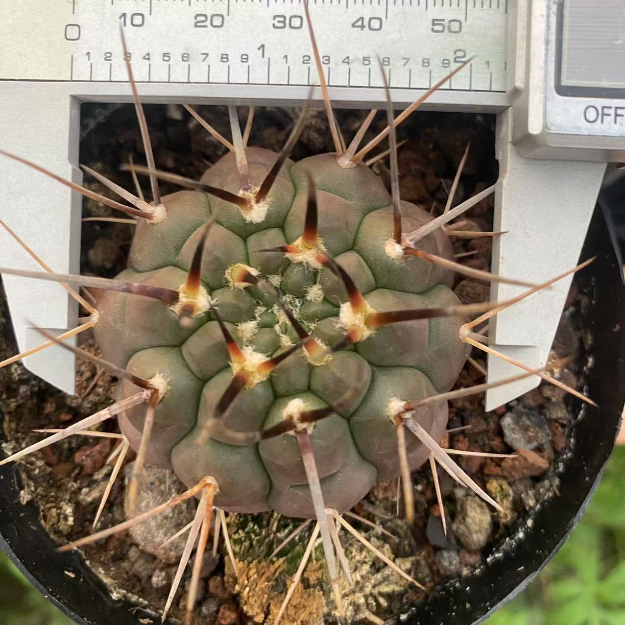 ZL488 スキケンダントジー（5.5cm pot）