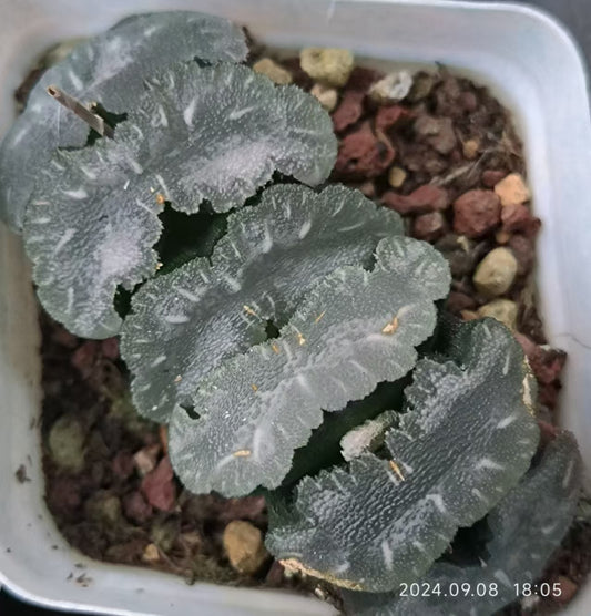 SJC382-POT マンモス(6.5cm pot）