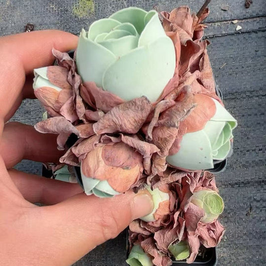 BL1493-POT グアリミア（7cm pot）