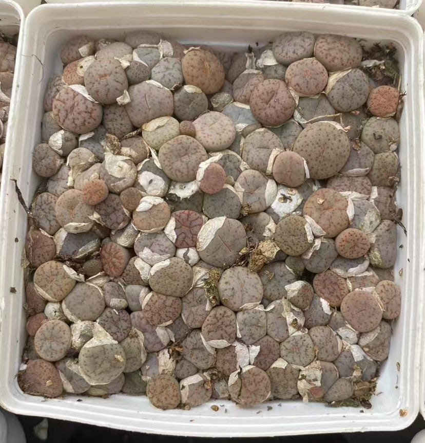 リトープス 曲玉系 Green lvory 12点 抜き苗発送