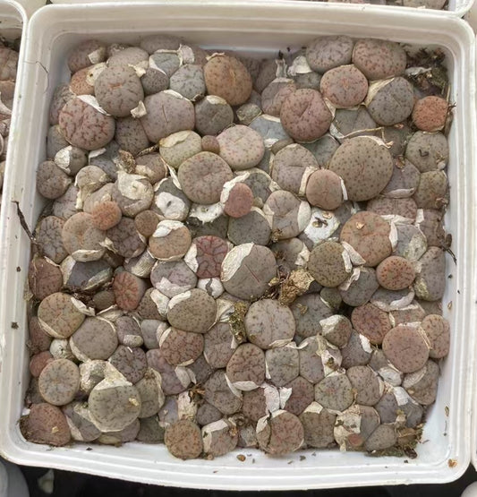 YNLH004-POT 曲玉 (7cm pot)