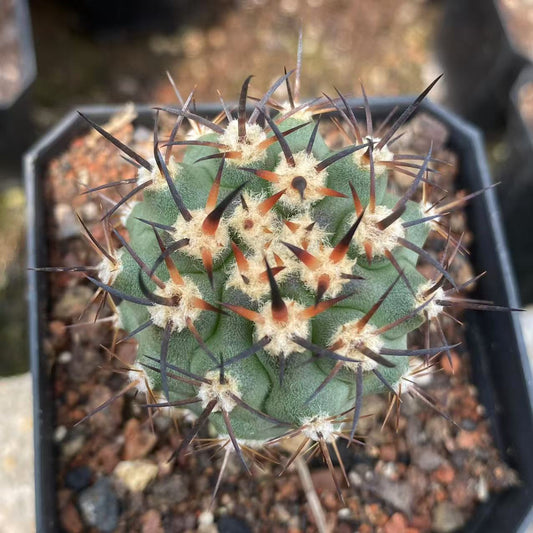 ZL493 五百津玉（4cm pot）