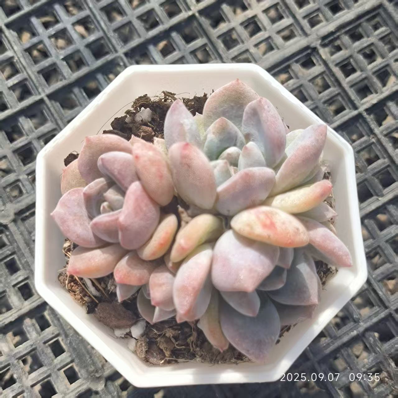 FFH083-POT オレンジモンロー（6.5cm pot）