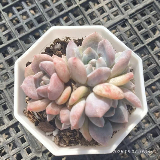 FFH083-POT オレンジモンロー（6.5cm pot）