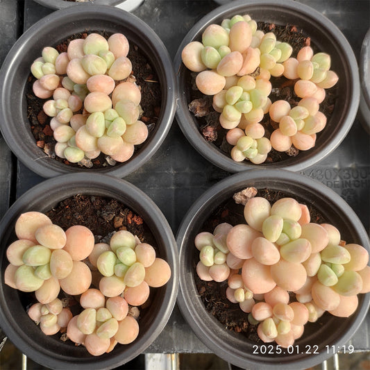 YBB078-POT バブルガム (9cm pot)