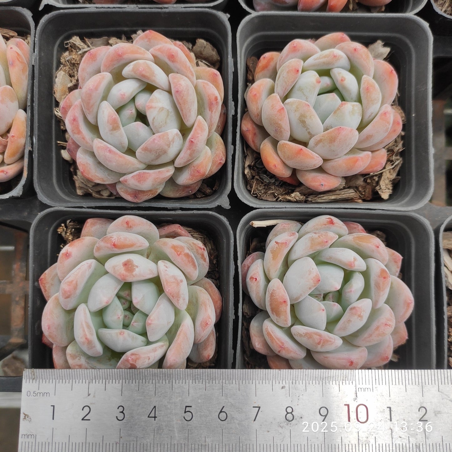 HM207 オレンジモンロー（7cm pot）