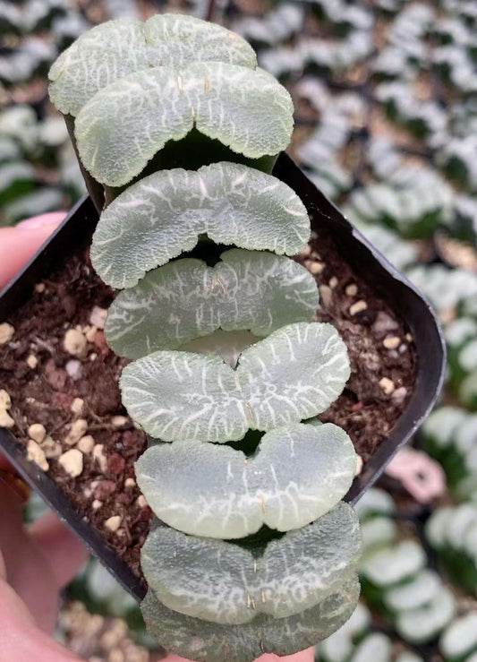 CS178-POT ハオルチア　大瀑布(7cm pot）