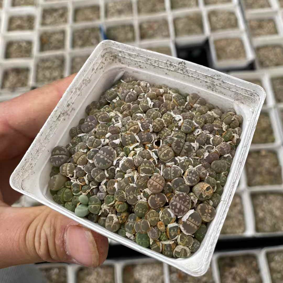 YNLH028-POT ジャリー　ファラーリー(7cm pot)