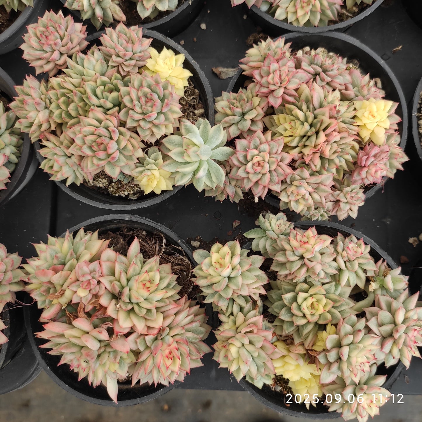 RC012-POT 女雛錦（9cm pot）