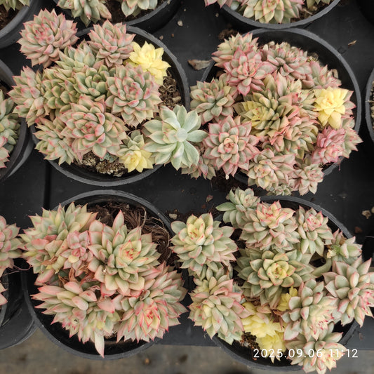 RC012-POT 女雛錦（9cm pot）