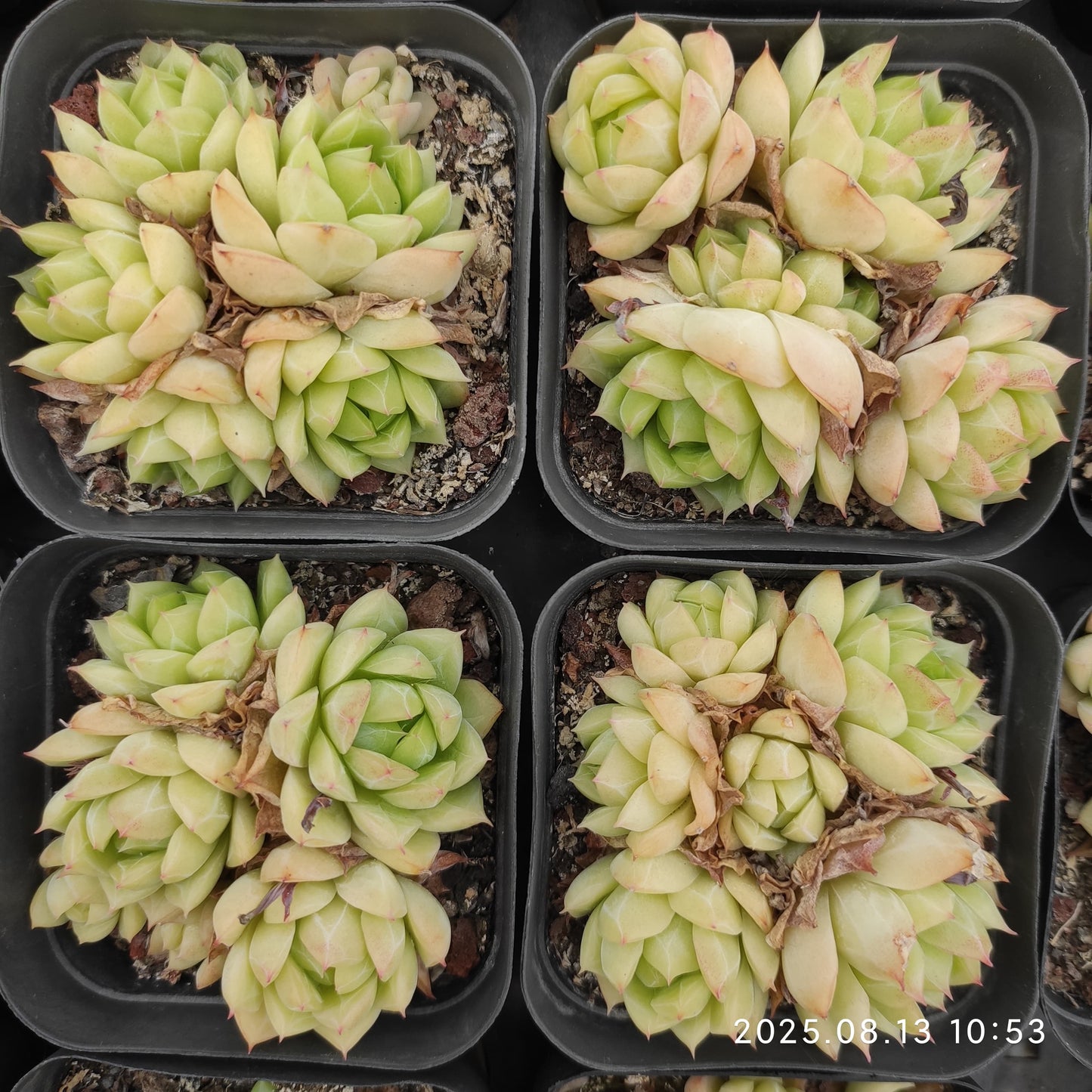 LB001-POT グリーン　クィーンHyb（7cm pot）