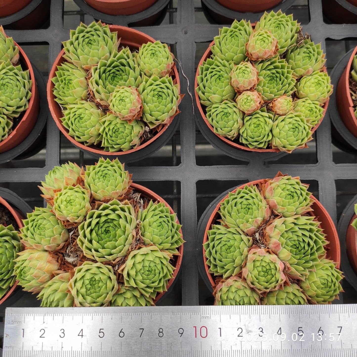 ZXX277-POT 巻絹（9cm pot）