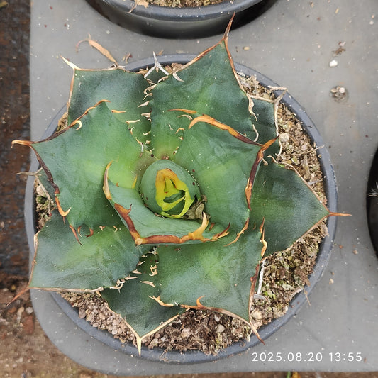 ON618 アガベ　チタノタ　シーザー(12cm pot)