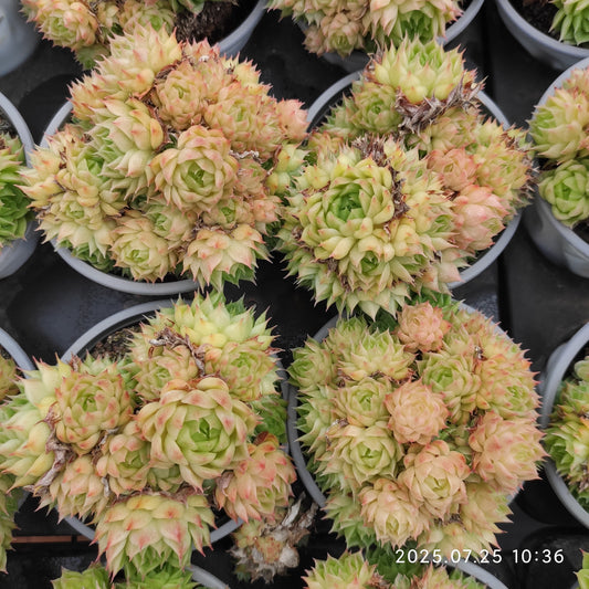 NGN512-POT ワイト　ソーダー x マルギャン （9cm pot）