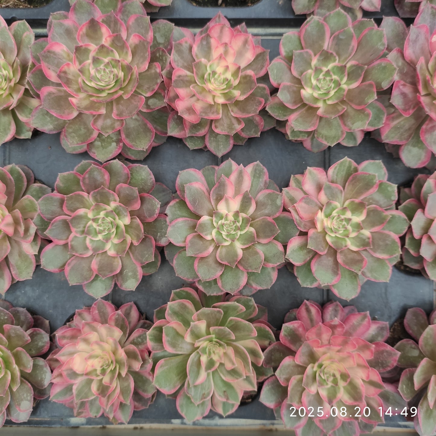 ON630-POT ブラック　デビル（7cm pot）