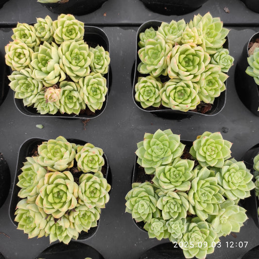 ZZA241-POT 新品種　クイーンローズHyb（7cm pot）