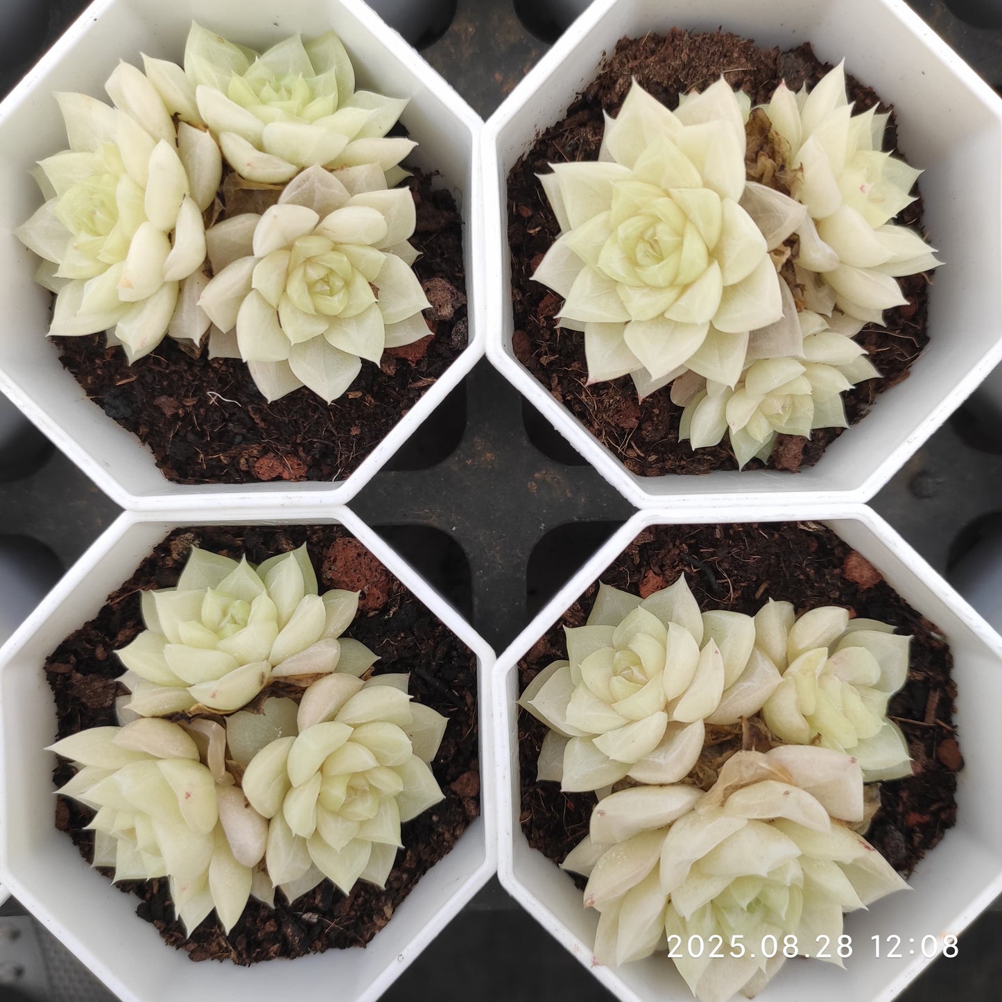 YBB105-POT ホワイトスワン（白鳥）(7cm pot）