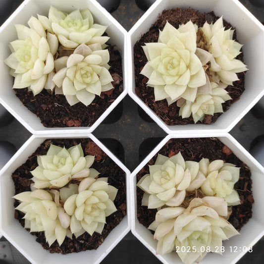 YBB105-POT ホワイトスワン（白鳥）(7cm pot）