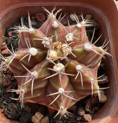 CS025-POT ミハノビッチ（7cm pot）