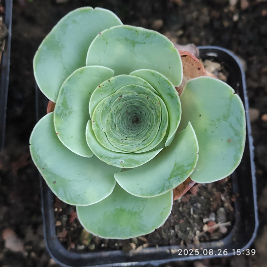 DQ151-POT ローズ（7cm pot）