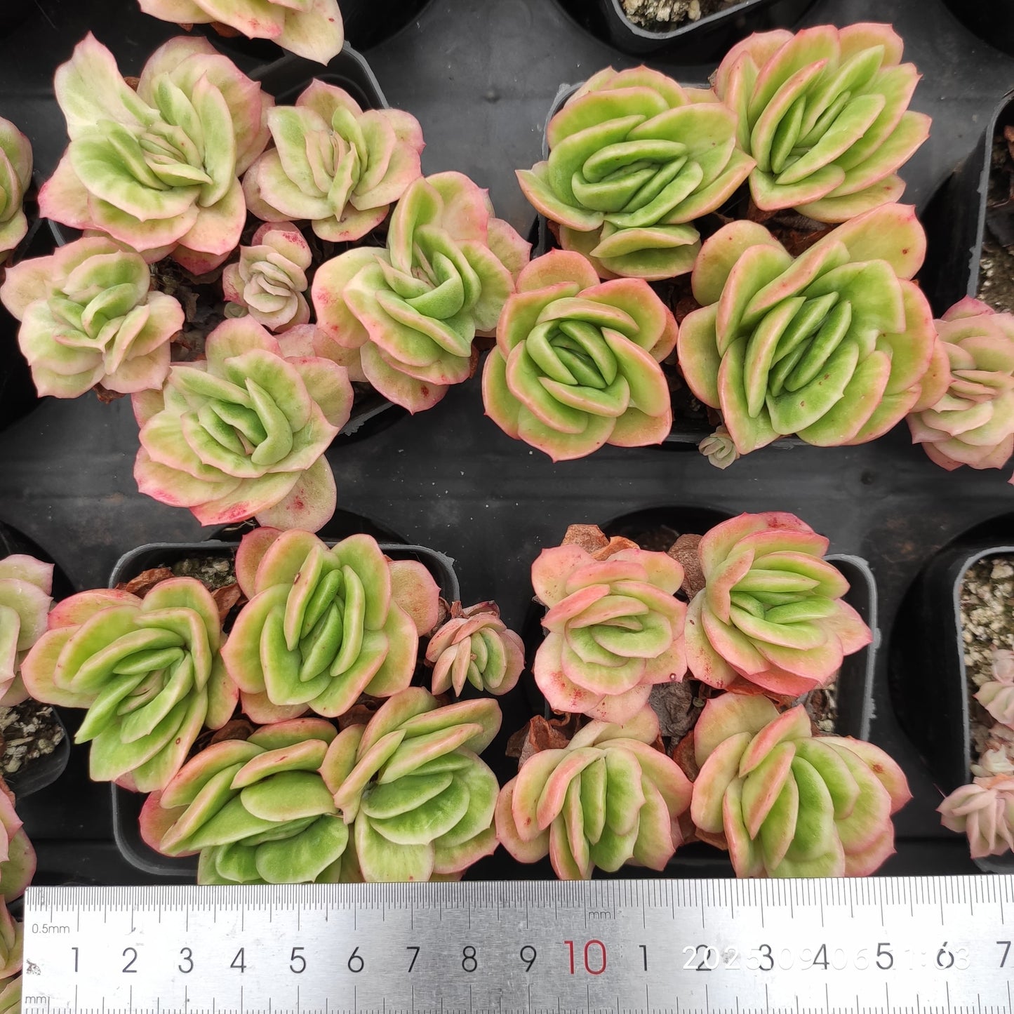 RC021-POT アイスローズ（7cm pot）