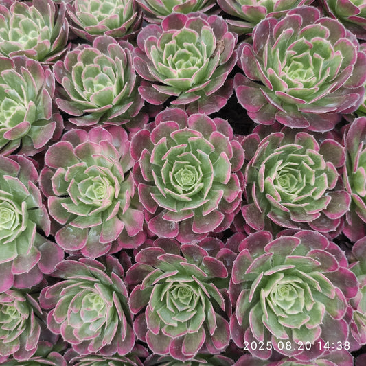 ON637-POT ホワイト　ムーンライト（7cm pot）