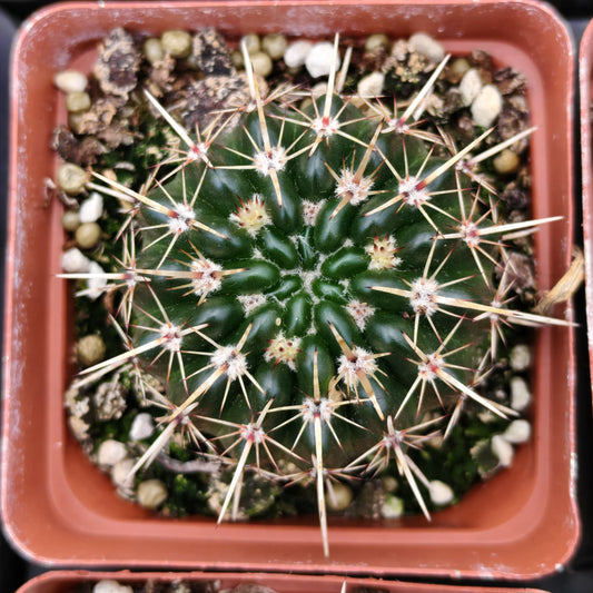 ZXX319-POT 獅子王丸（7.5cm pot）