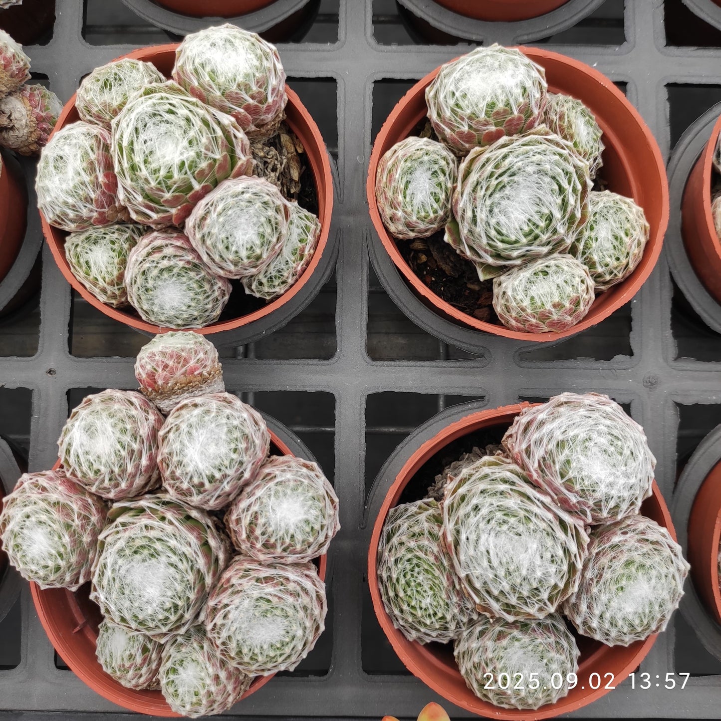 ZXX326-POT 蜘蛛巣巻絹（9cm pot）