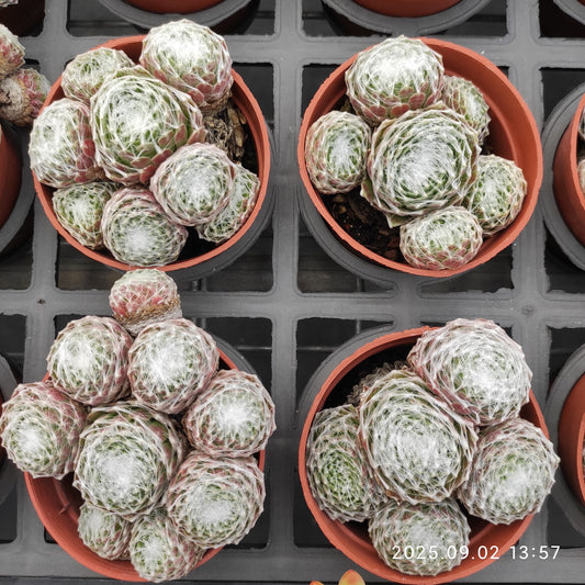 ZXX326-POT 蜘蛛巣巻絹（9cm pot）