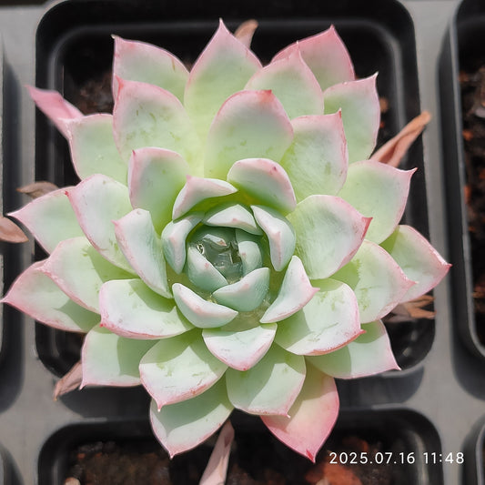 YBB151-POT バイオレト　クィーン（6.5cm pot）