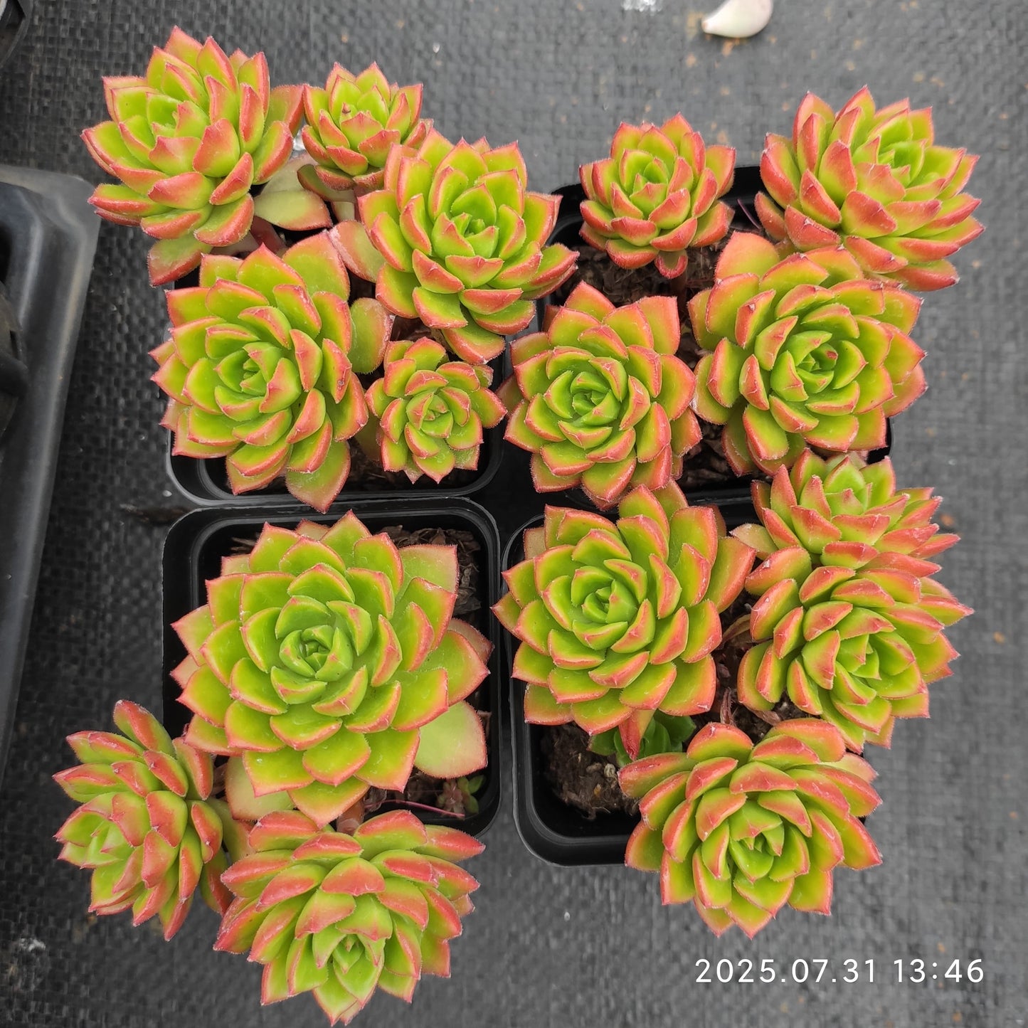 MMT801-POT レディジア（7cm pot)