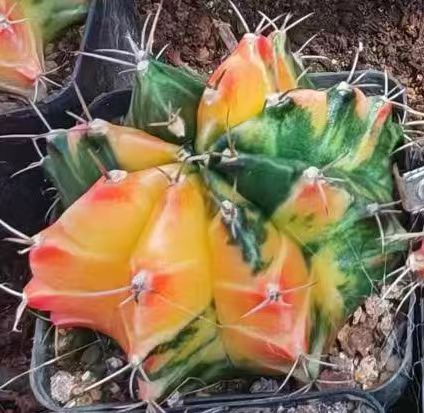 ZXX434 緋牡丹錦（5cm pot）