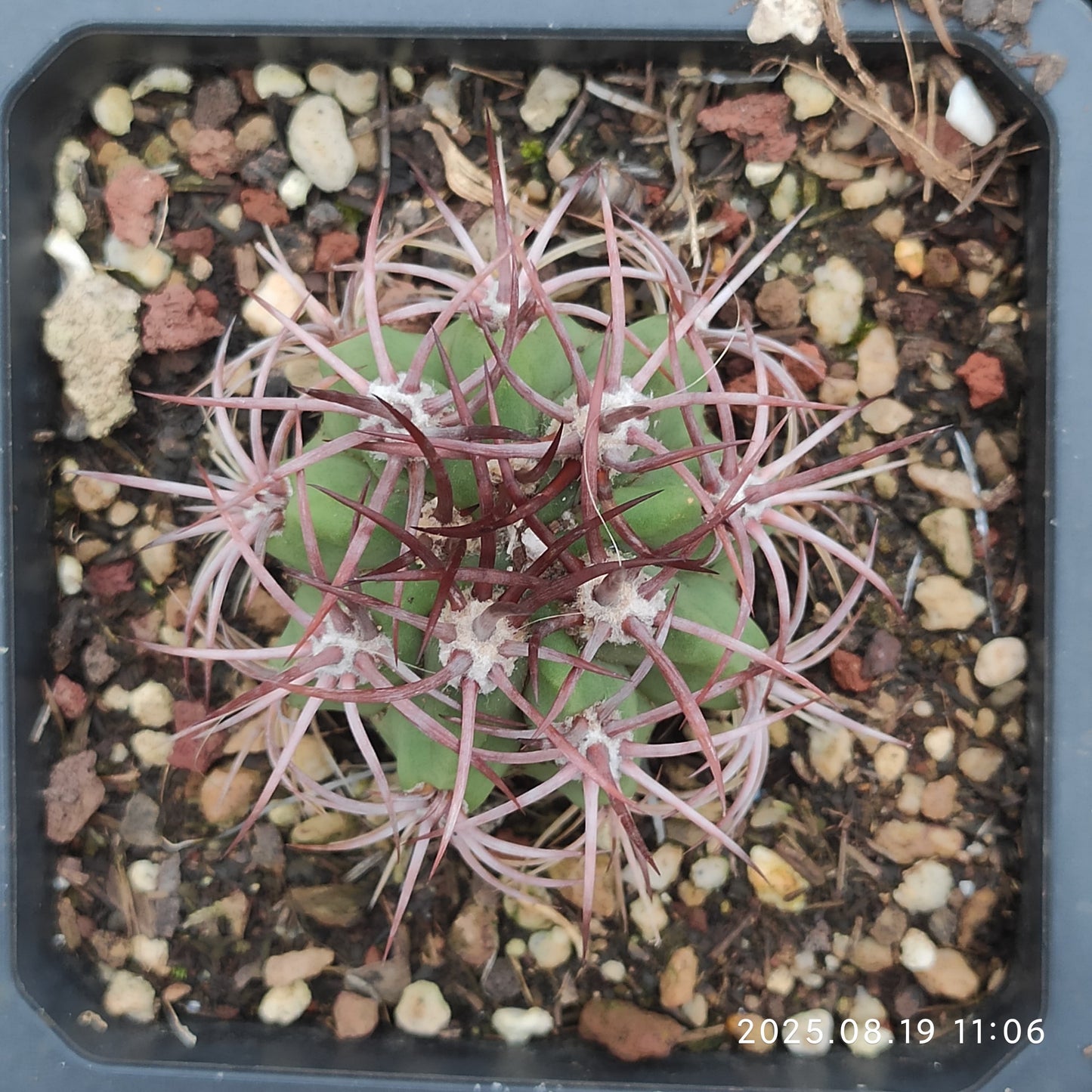 DMC050 デンモザ　ローダカンタ(9cm pot）