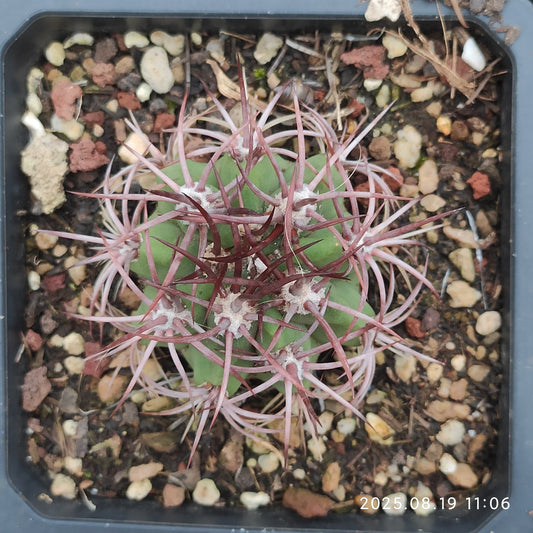 DMC050 デンモザ　ローダカンタ(9cm pot）