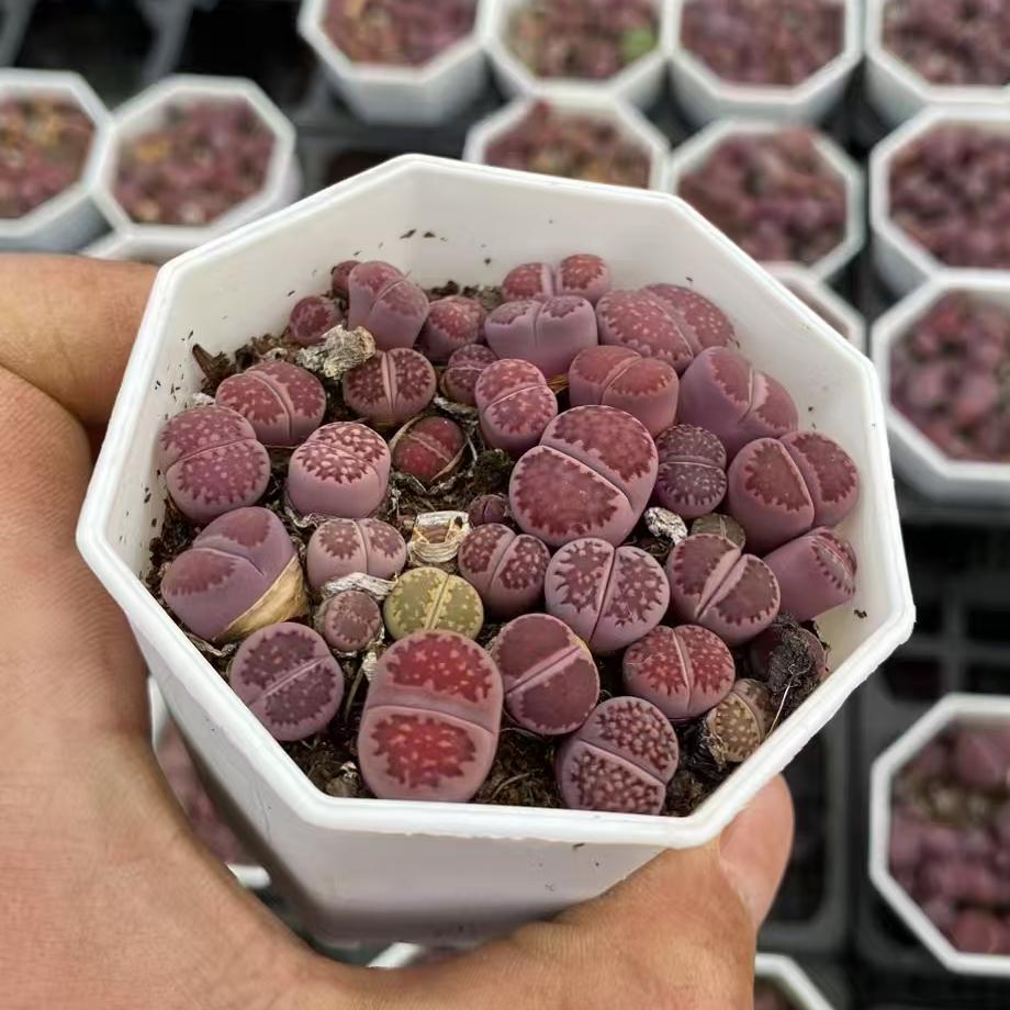 YNLH025-POT ムラーサーキー　キカショジョック（8cm pot）