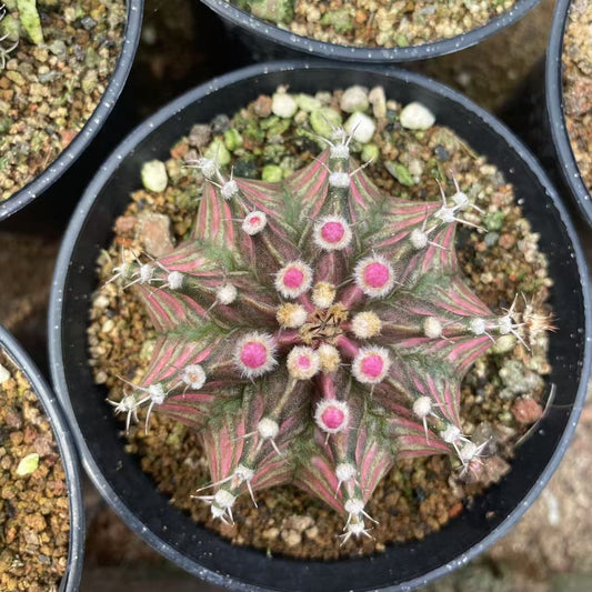 ZL512 ミハノビチー（6cm pot）