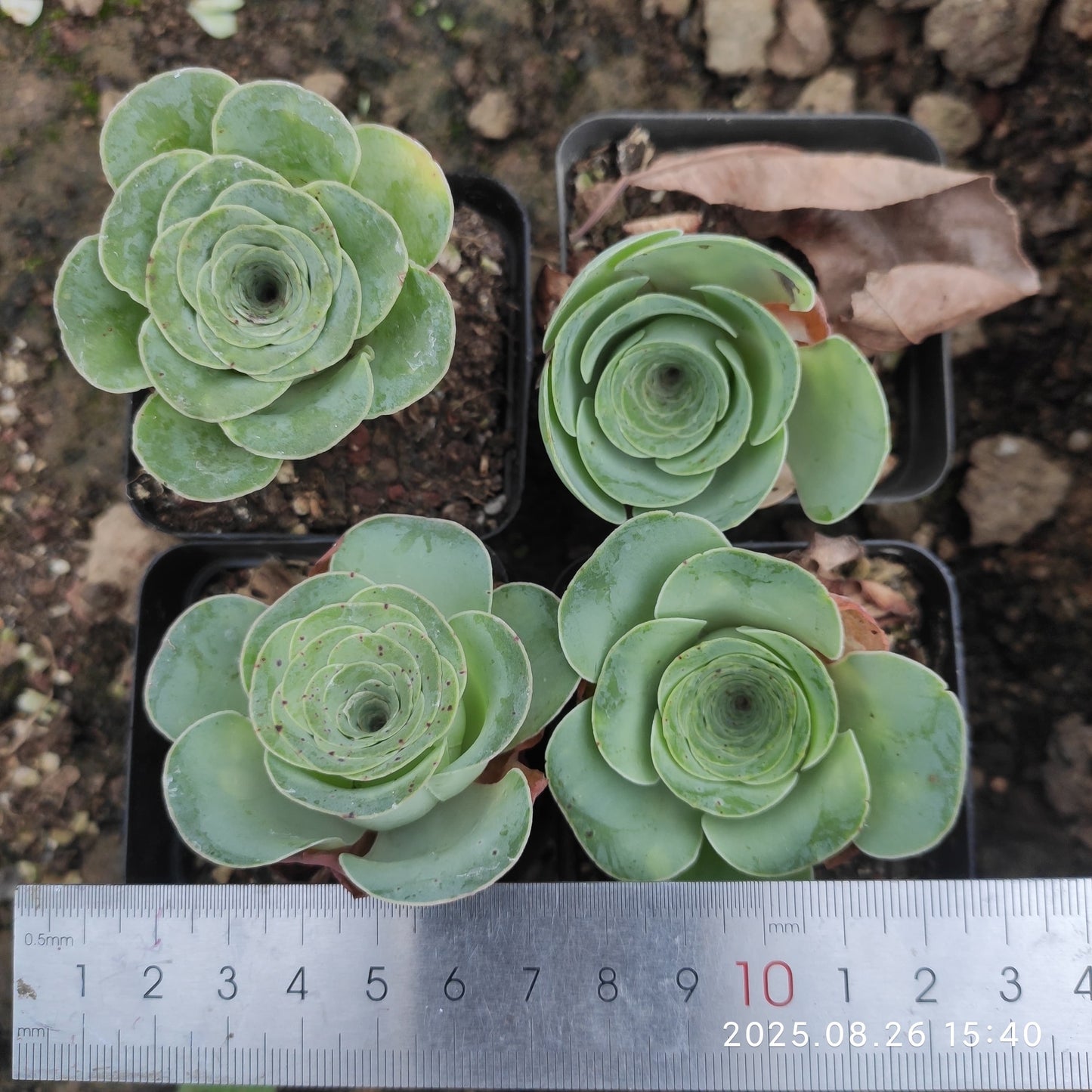 DQ151-POT ローズ（7cm pot）