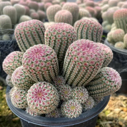 ZL491 紫太陽（12cm pot）