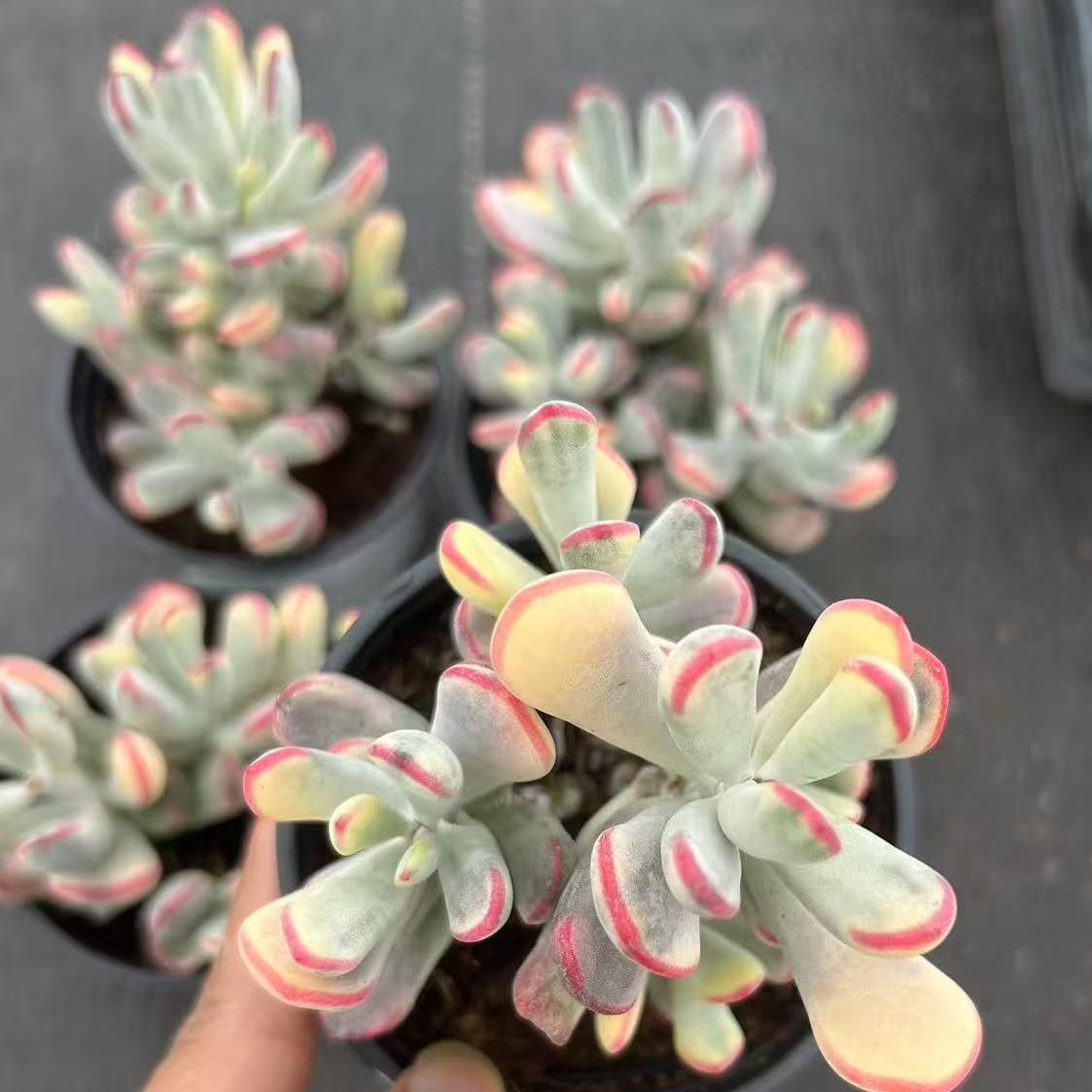 ZH032-POT オルビキュラータ錦 （9cm pot）