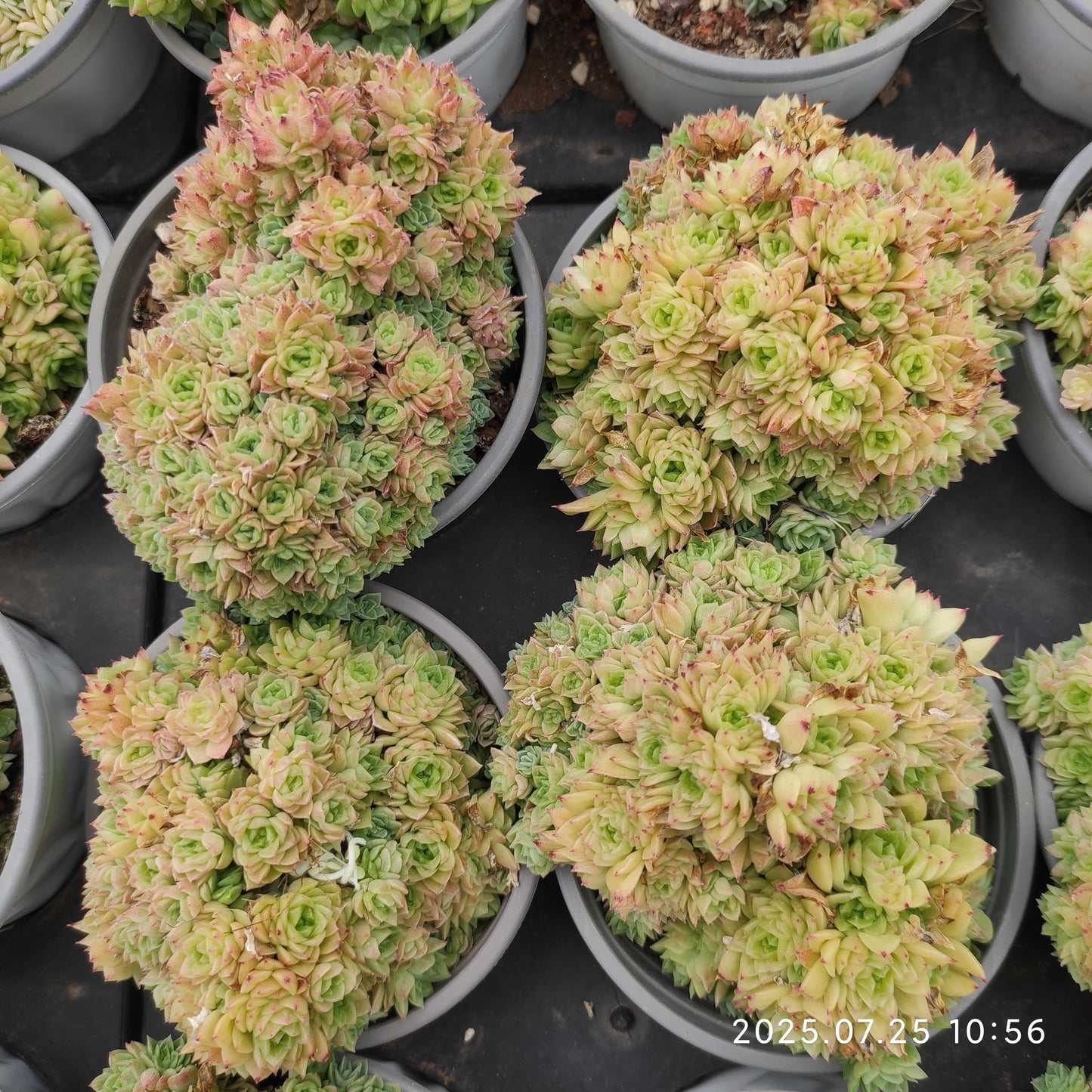 NGN273-POT メープル　マルギャン （9cm pot）