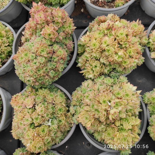 NGN273-POT メープル　マルギャン （9cm pot）