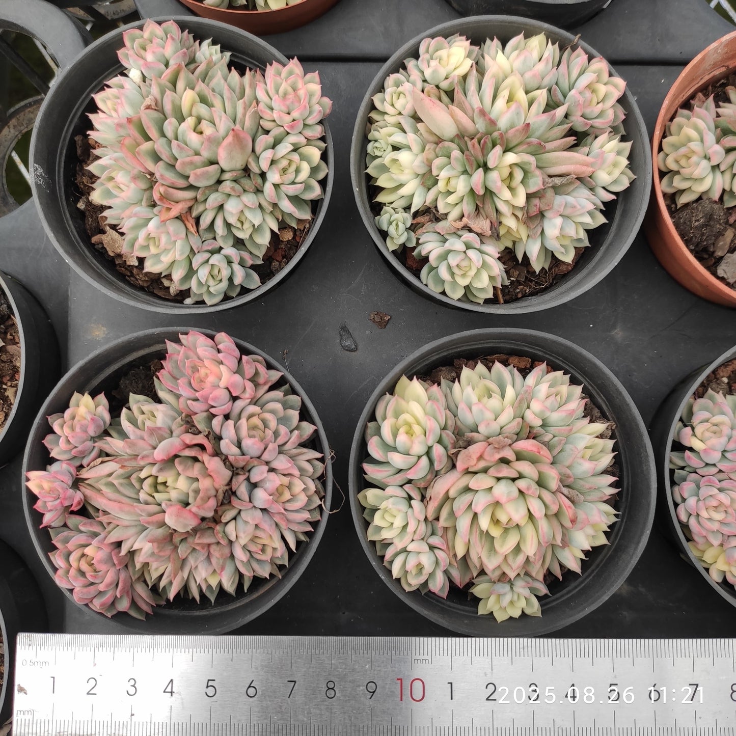 XY115-POT 女雛錦（9cm pot）