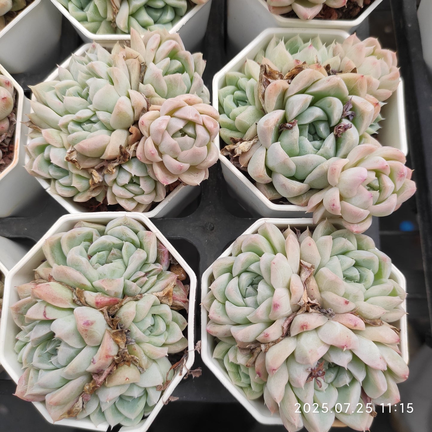 NGN314-POT クィーン　オブ　フラワーズ （7cm pot）