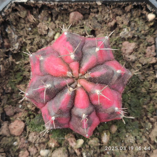 ZL186 ギムノカリキウム・ミハノビッチ錦（5cm pot）