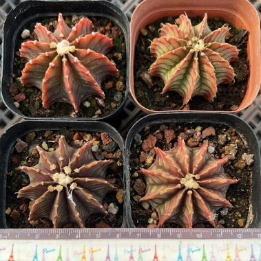 CS170-POT ステノプレウラム(7cm pot）