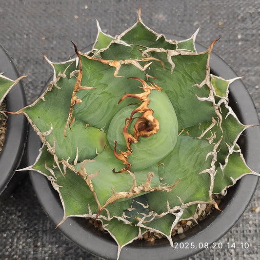 ON631 アガベ　チタノタ　魔丸（15cm pot）