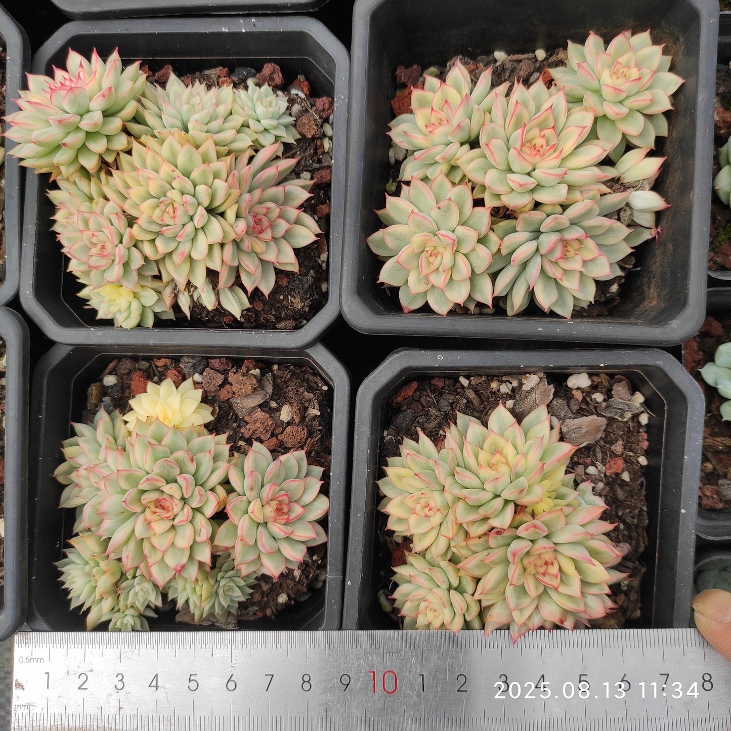 LB006-POT 女雛錦（9cm pot）