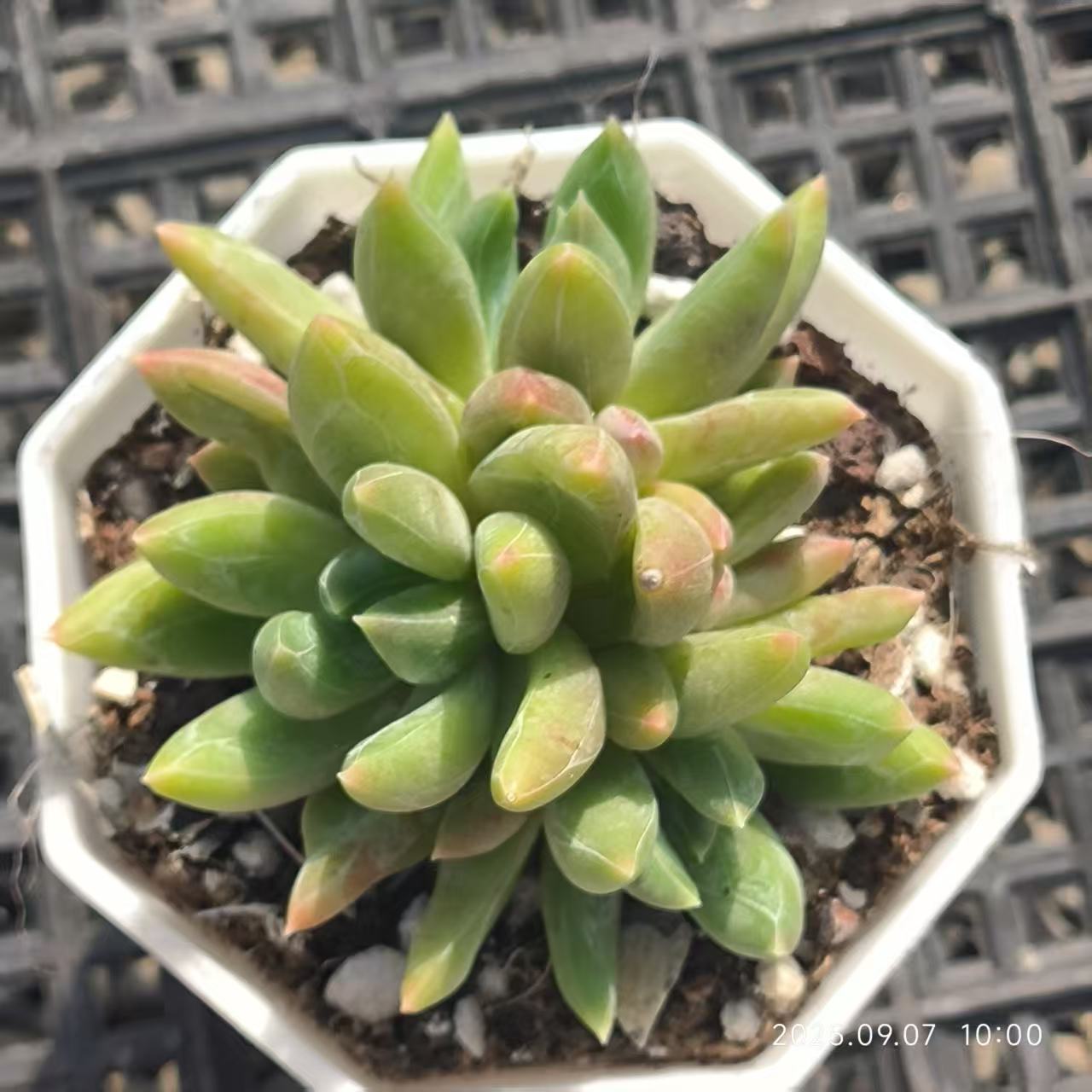 FFH086-POT ピンククリスタルローズ（6.5cm pot）